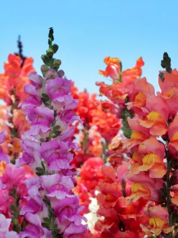 keep snapdragons blooming