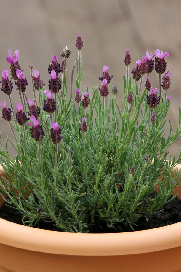 lavender in pots