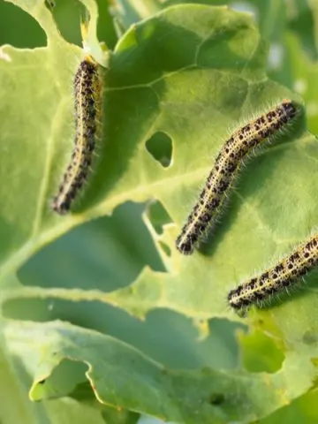 how to stop cabbage worms