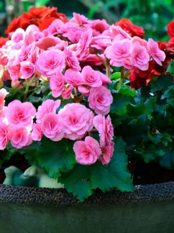 keep begonias blooming