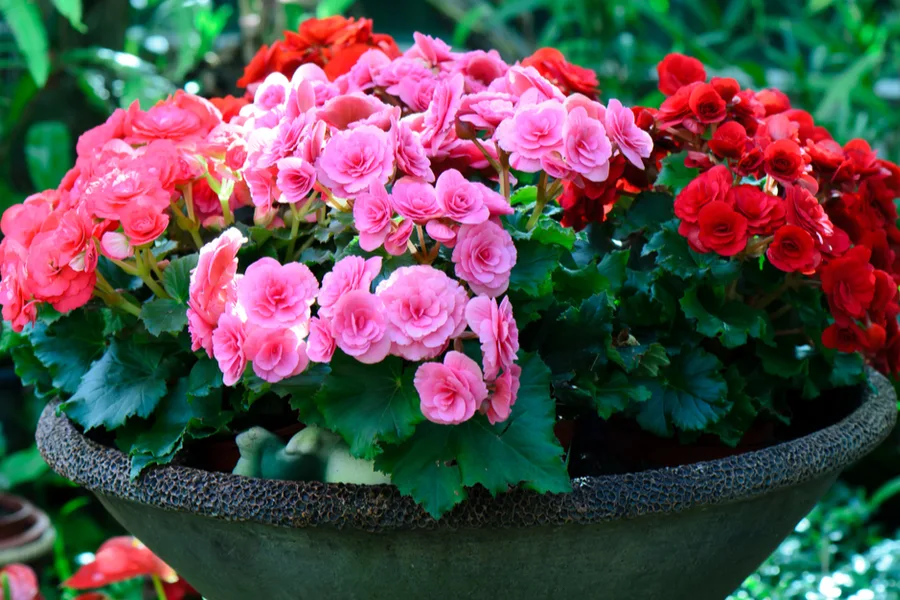 keep begonias blooming