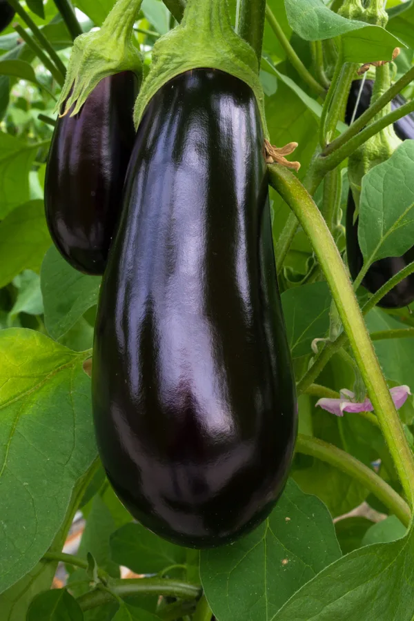 Black Beauty