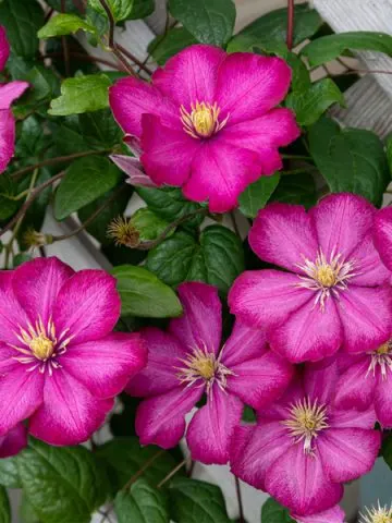 how to grow clematis