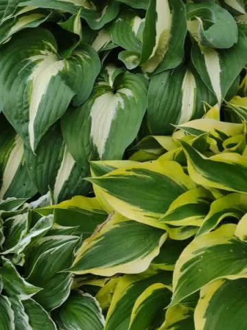 keep hostas healthy