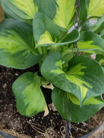hanging basket hostas