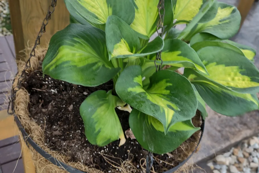 hanging basket hostas