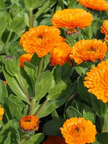 how to grow calendula