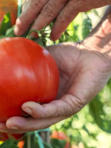 garden life podcast
