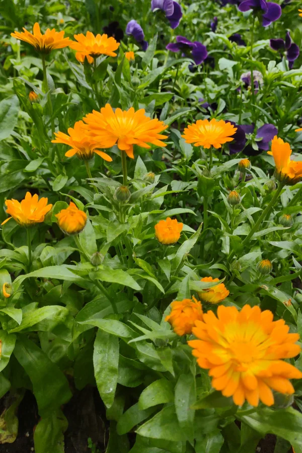 how to grow calendula