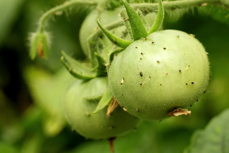 how to stop aphids