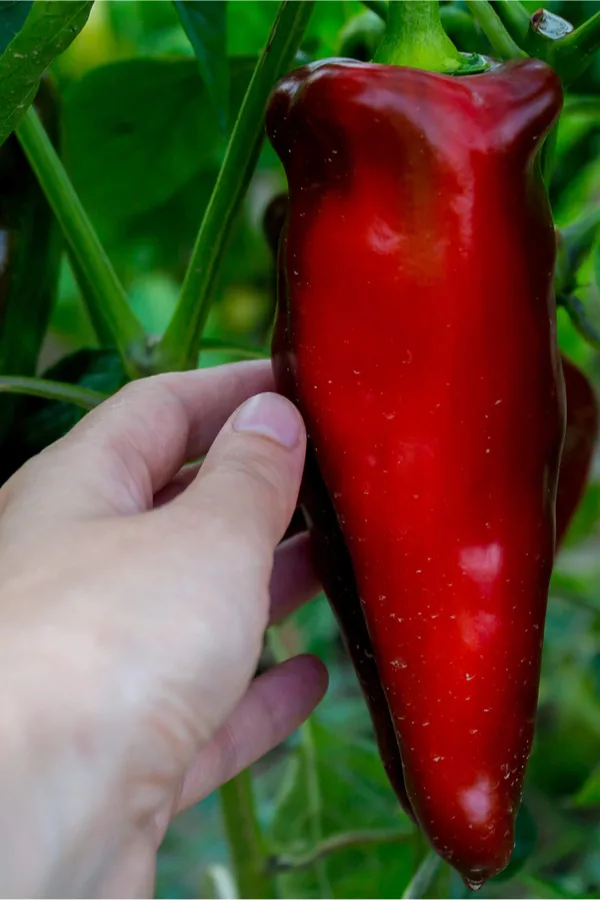 best harvest your vegetable garden