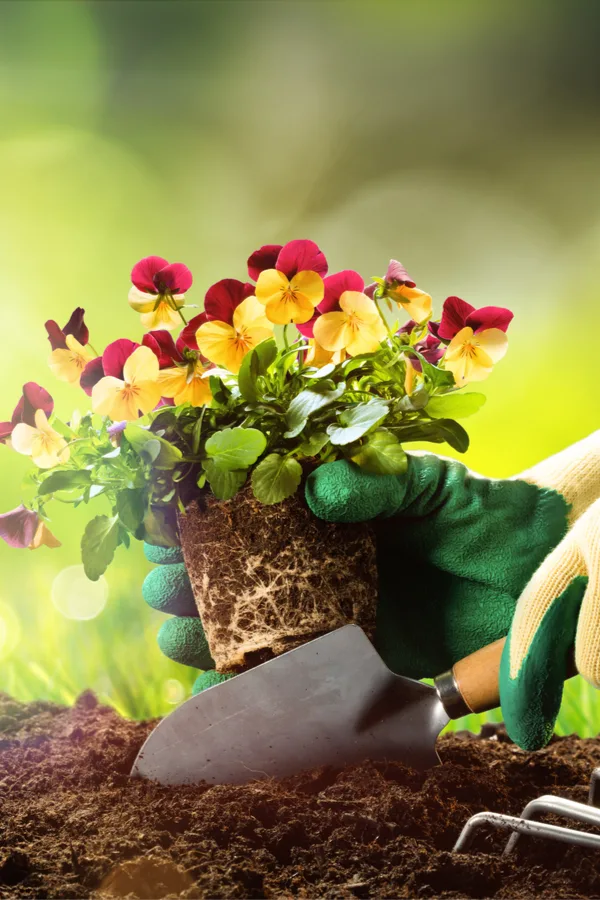 planting flowers with a shovel