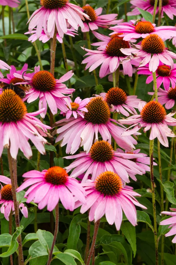 what to do with coneflower after it finishes blooming