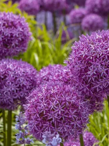 perennials