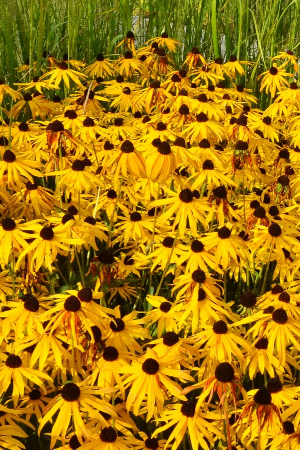 dividing black eyed Susan