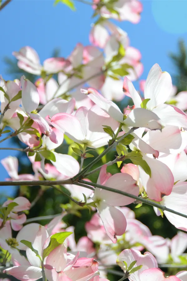 dogwoods flowering