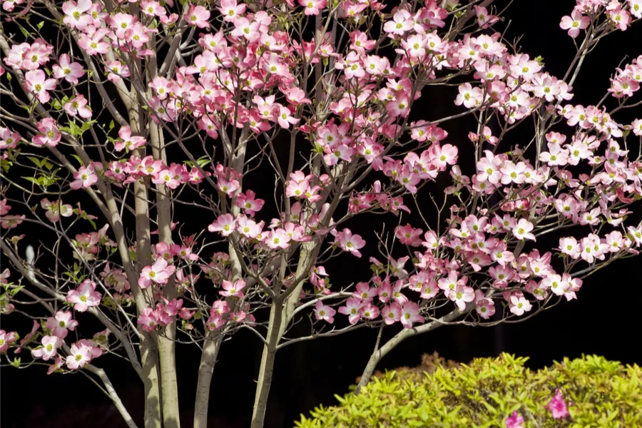 how to plant dogwoods