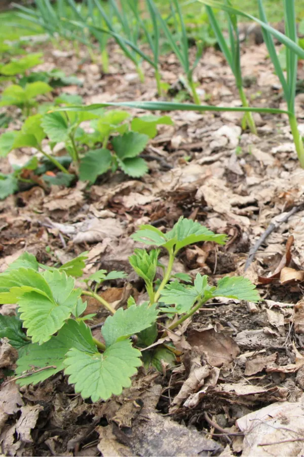 mulching strawberry plants