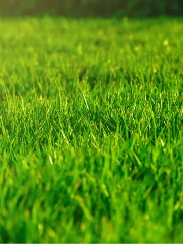 must do fall lawn chores
