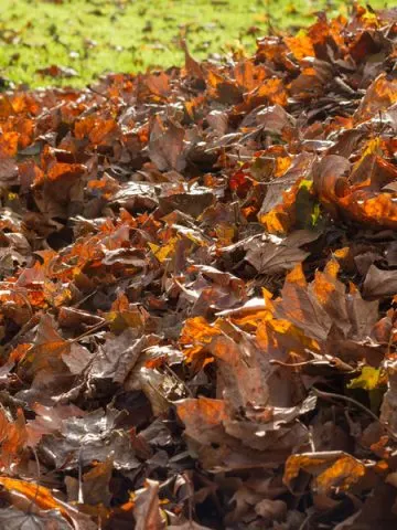 what leaves to compost