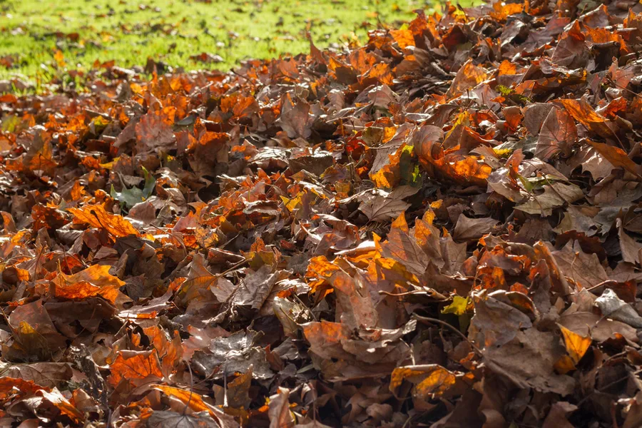what leaves to compost