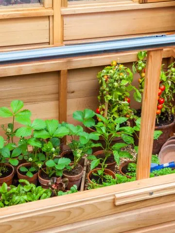 how to grow in a cold frame