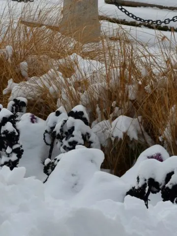 protect perennials for winter