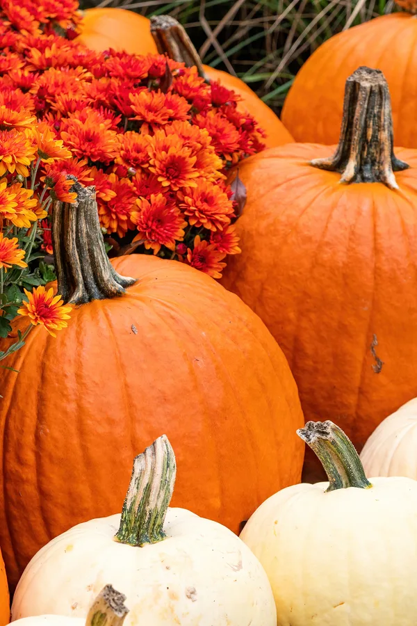 keeping pumpkins longer