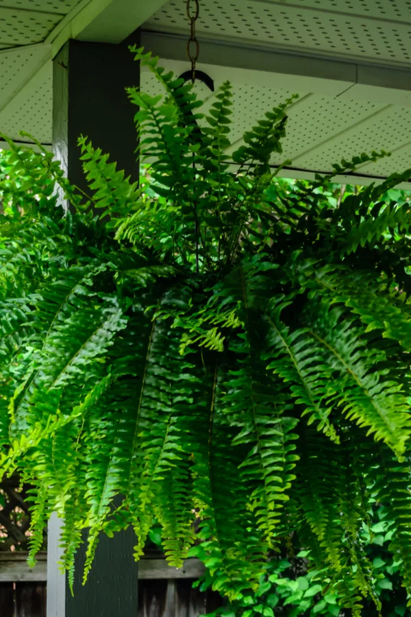 fern on a porch