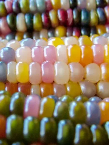 growing glass gem corn
