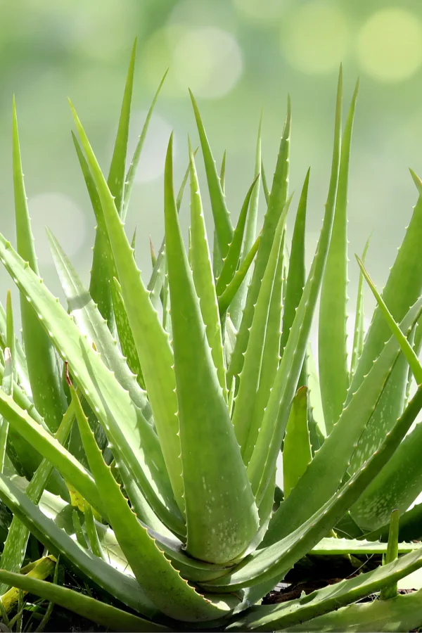 aloe vera leaves
