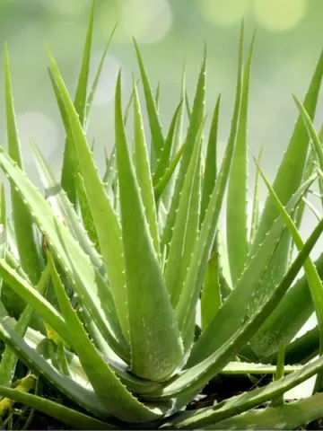 how to grow aloe vera