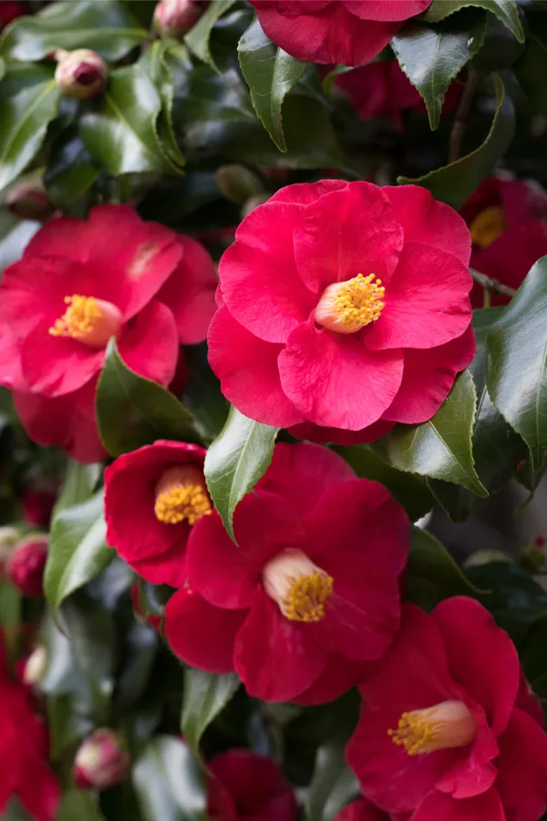 growing camellias - pine needles acid bushes