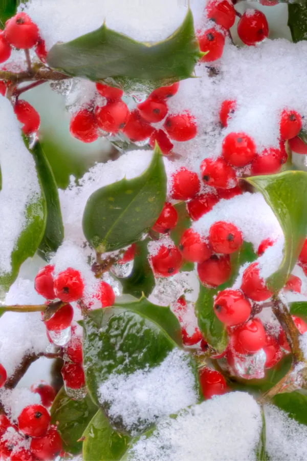 how to grow American Holly