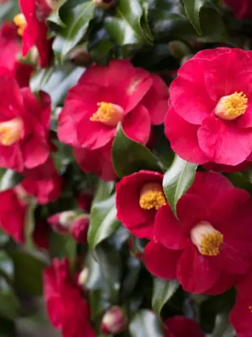 how to grow camellias