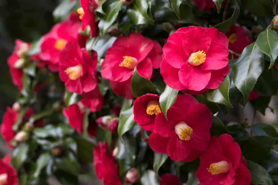 how to grow camellias