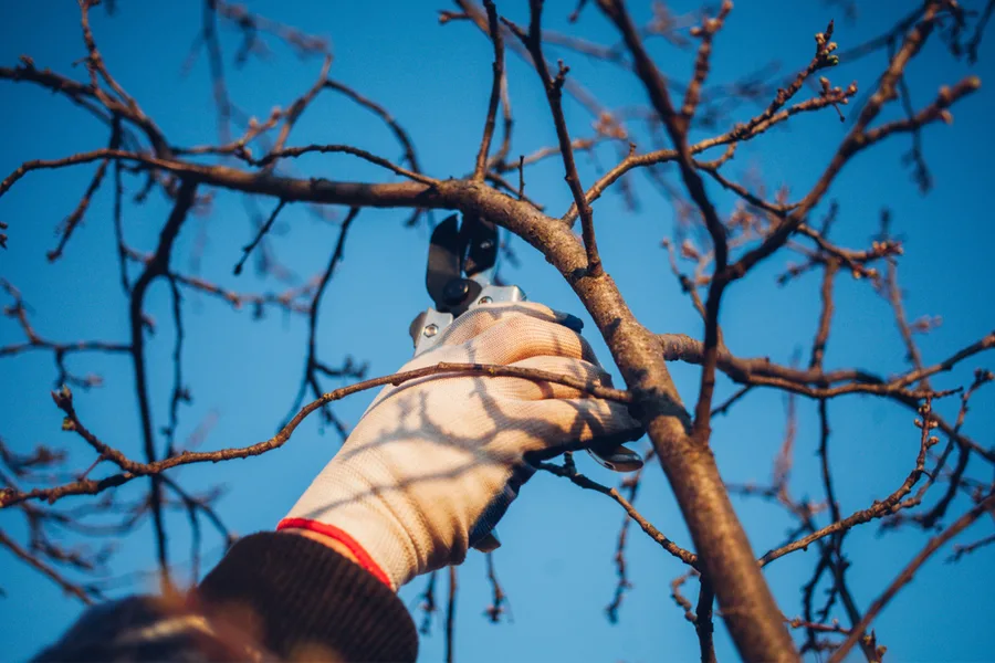 pruning fruit trees in the winter