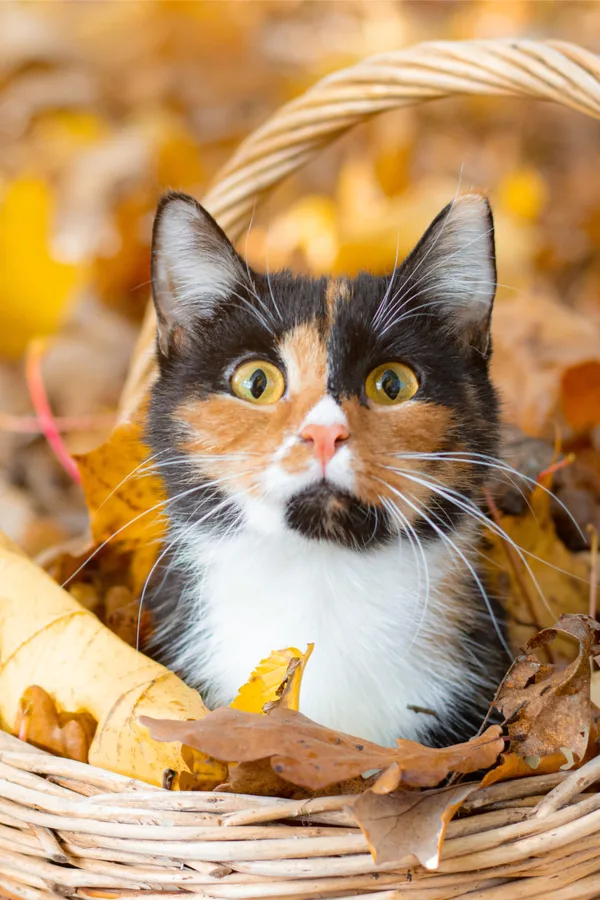 keeping cats out