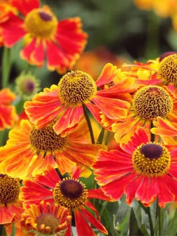 growing Helenium - sneezeweed