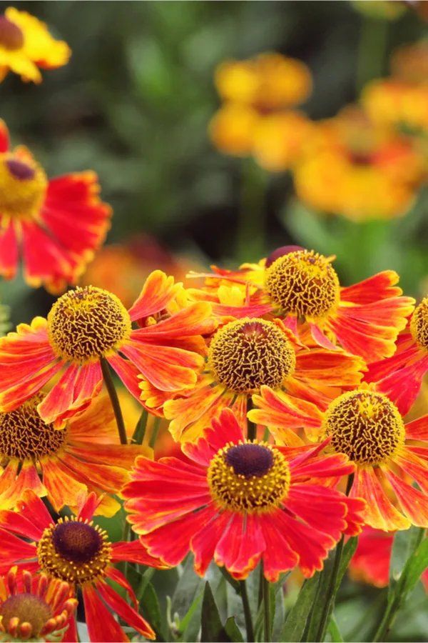 the beauty of helenium