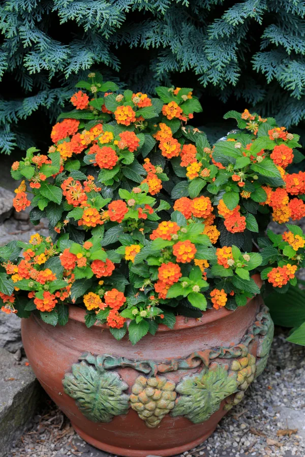 lantan in a pot 