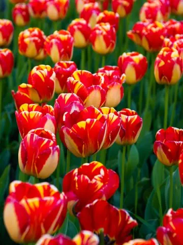 planting tulips in the spring