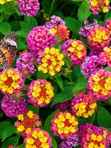 planting lantana
