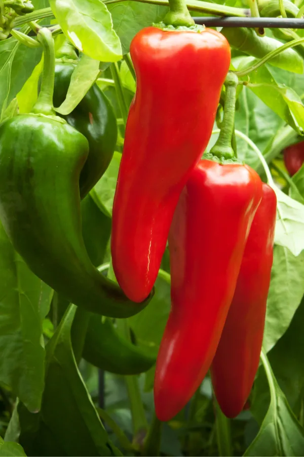 growing sweet red peppers