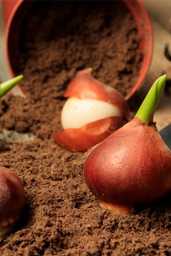bulbs chilling in the soil