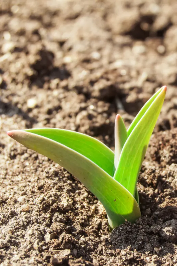 tulips sprouting - how to plant tulips in the spring