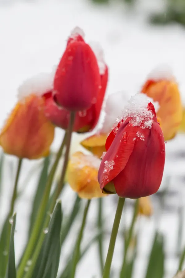 tulips in the spring