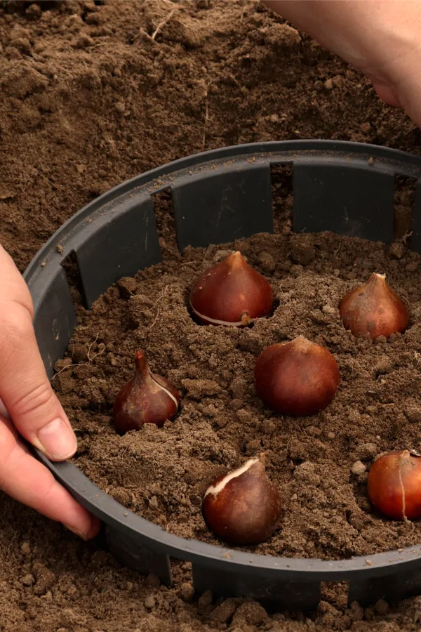 squirrel proof planting