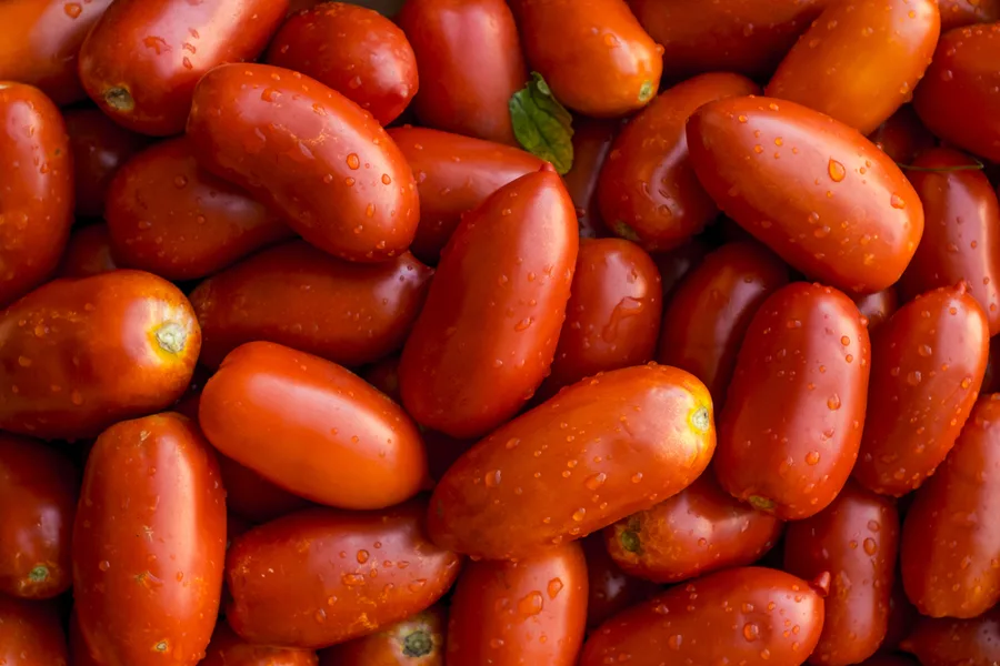 San Marzano harvest