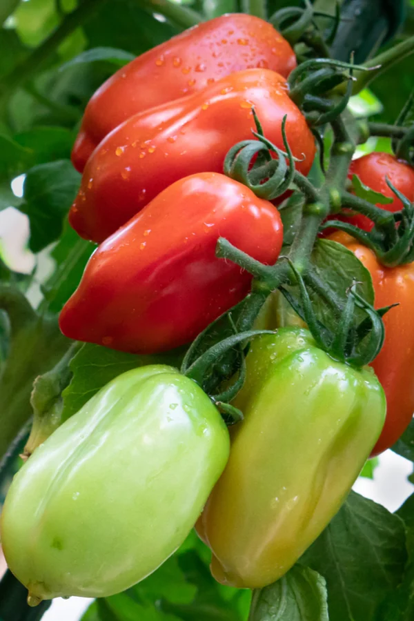 best tomato to grow for preserving - San Marzano tomato